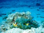 ocean-life-599