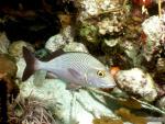 ocean-life-603