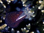 ocean-life-631