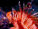 ocean-life-635