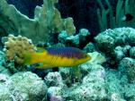 ocean-life-651