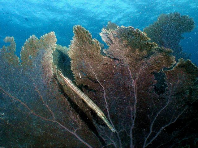 ocean-life-662
