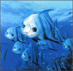 ocean-life-679