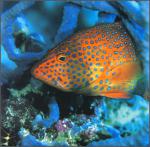 ocean-life-682