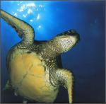ocean-life-684