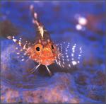 ocean-life-685