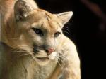 Mountain_Lion_Montana_04