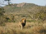 Lion_45
