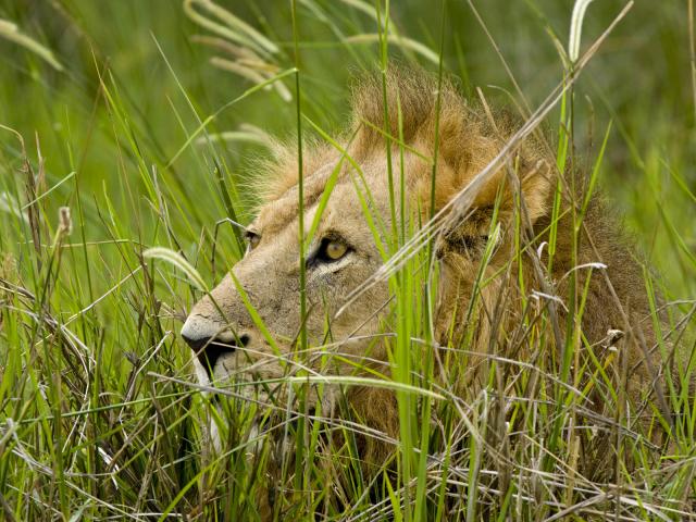 Lion_46