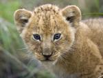 Lion_47