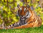 Tiger_121