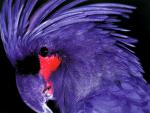 Birds_280