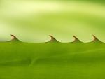 green_046
