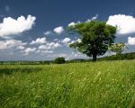 tree_257