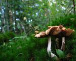 tree_262