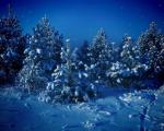 tree_274