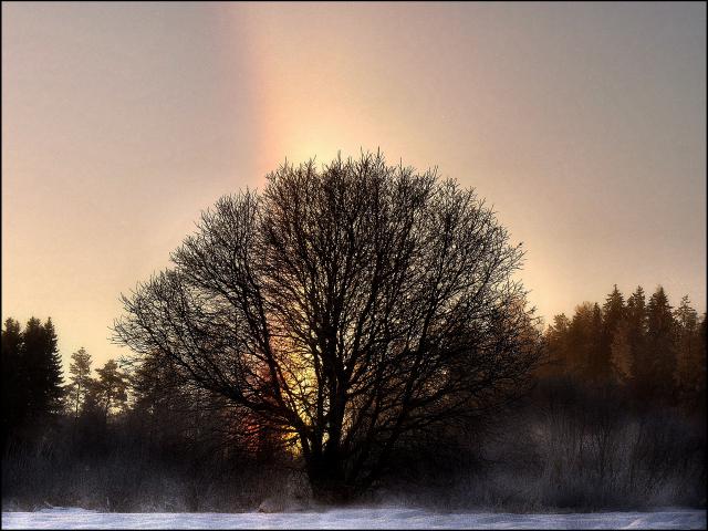 tree_280