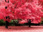 tree_285