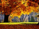 tree_286