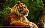 Tiger_124