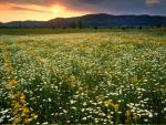 Cades_Cove_Wildflowers