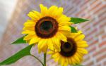 Sunflower_6