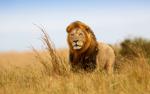 Lion_51