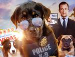 Show_Dogs_01