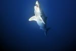 The_Meg_06