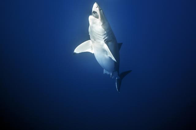 The_Meg_06