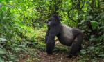 Animals_724