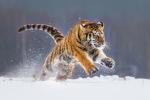 Tiger_145