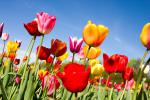 Colorful_Tulips_10