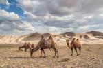 Desert_66