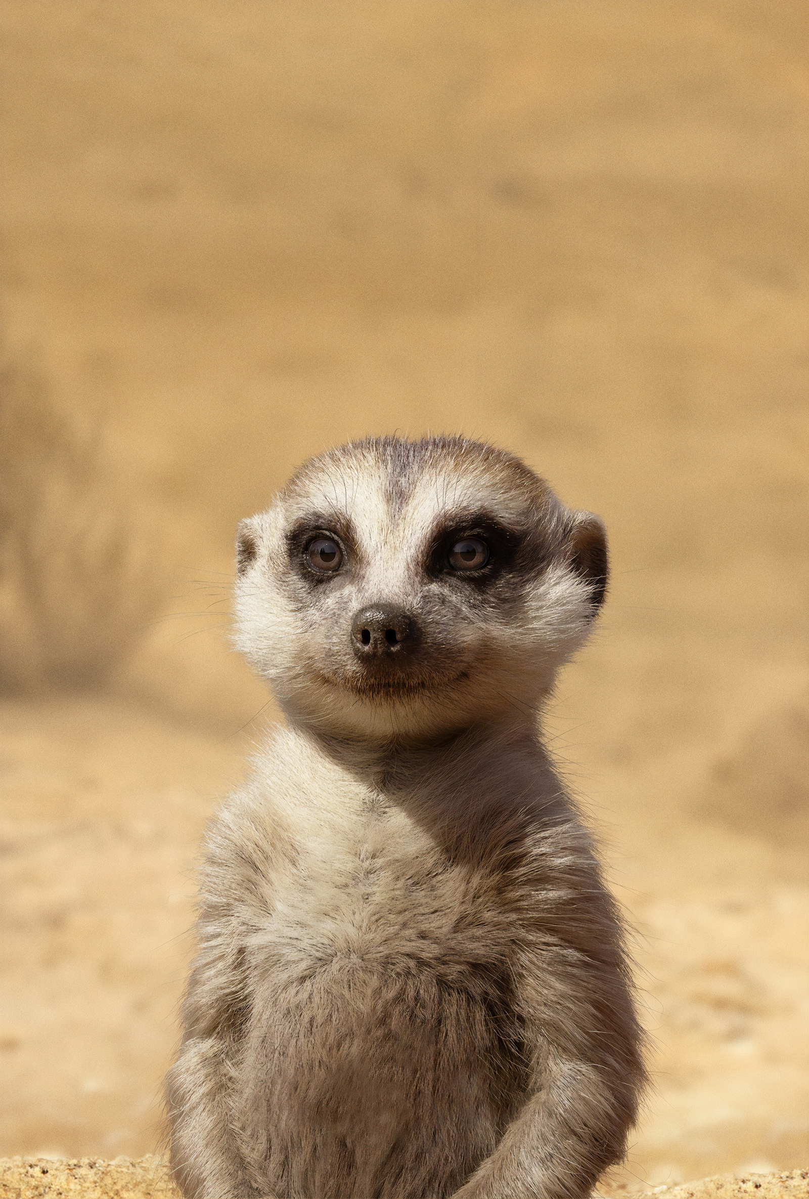 The_Lion_King_02