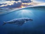 ocean-life-744