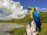 Birds_323