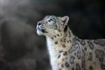 Snow_Leopard_10