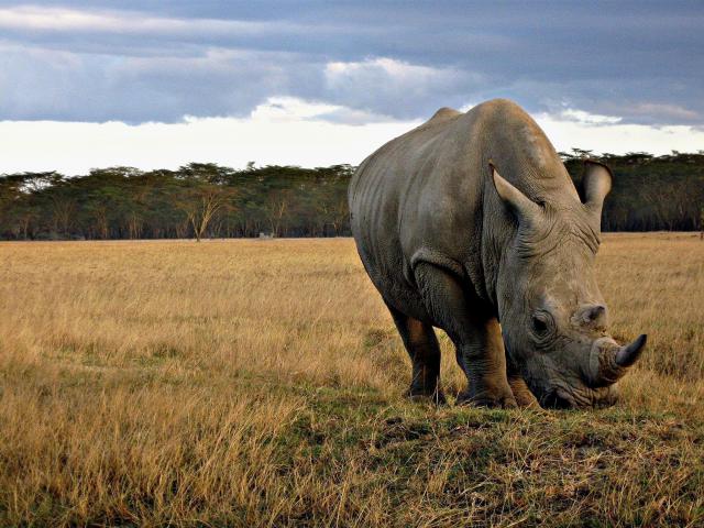 Animals_755
