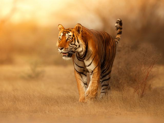 Tiger_148