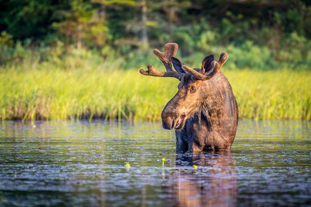 Animals_764