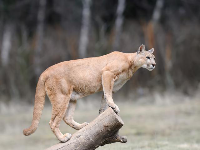 Cougar_08