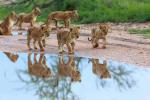 Lion_65