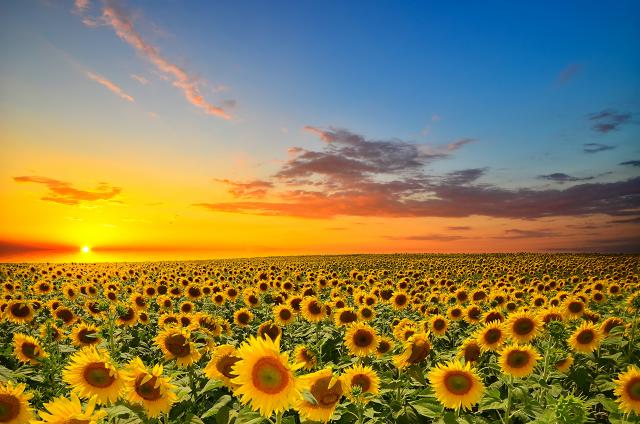 Sunflower_Field_13