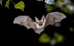 Animals_783