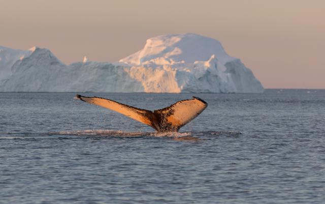 ocean-life-756