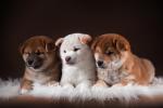dog_520