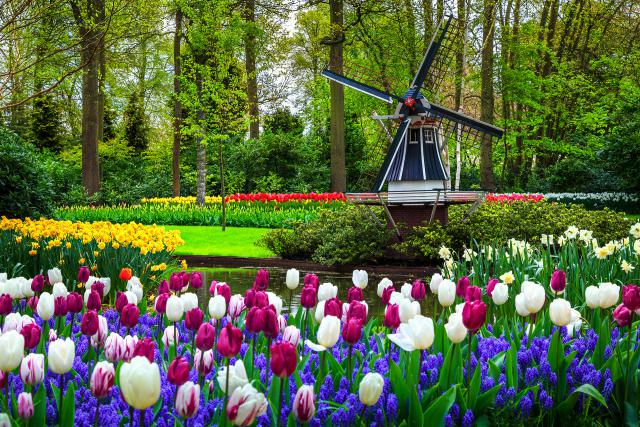 Windmill_72