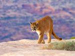 Cougar_09