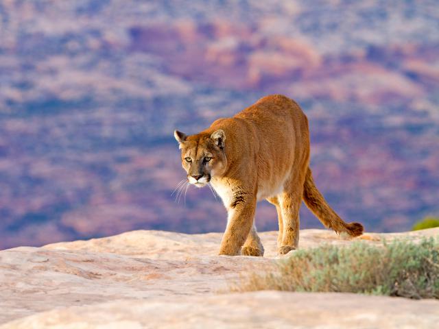 Cougar_09